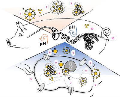 Importance of Zinc Nanoparticles for the Intestinal Microbiome of Weaned Piglets